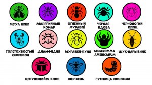 Все смертельно опасные насекомые за 11 минут