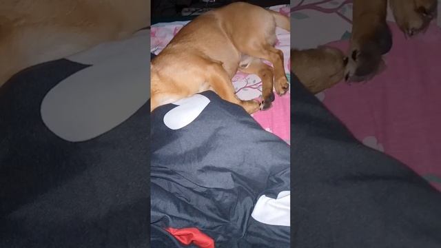 #собака #боня #кошка #муся#спящий #сон#игры#друзья #милота #любовь #лайк #подпишись смотреть онлайн