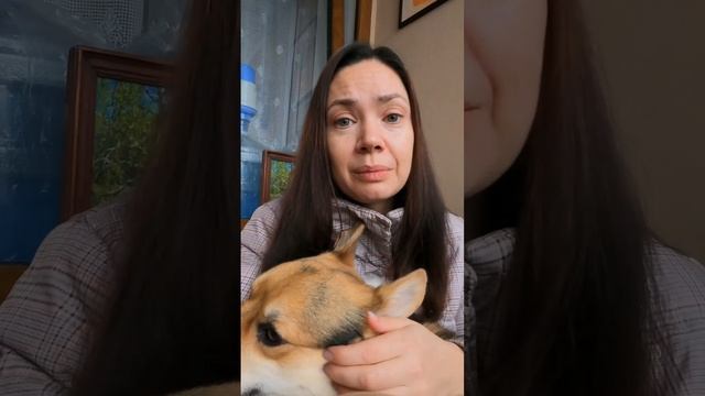 #дрессировкасобак #корги #собака #собачьяжизнь