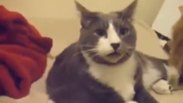 Кот нюхнул смотреть онлайн