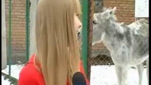 Ослик пукнул