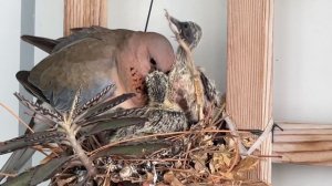 Горлица Кормит Птенцов / Turtle Dove Feeding Chicks