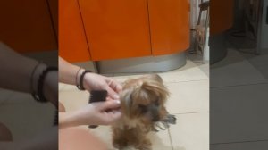 симба симба лапка царапка.mp4