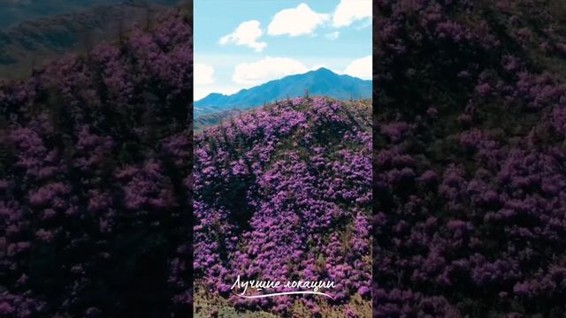 Авторские Экскурсии Алтай