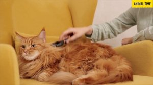 Мурчание  КОШЕК. Мяуканье и звуки  красивых Котиков.