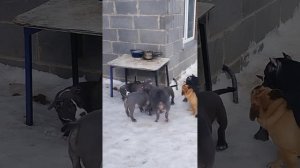 Американский Булли щенки в типе покет