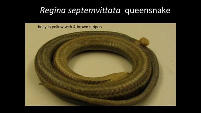 Snake Lecture 2014 смотреть онлайн