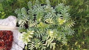 Лапчатка гусиная в контейнере на улице. Все сезоны | Potentilla anserina