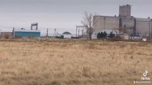 Охота с тазы и борзой на зайца по осени!