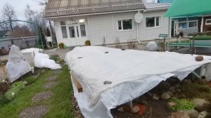 РОЗЫ  зимуют  ОТЛИЧНО с таким укрытием