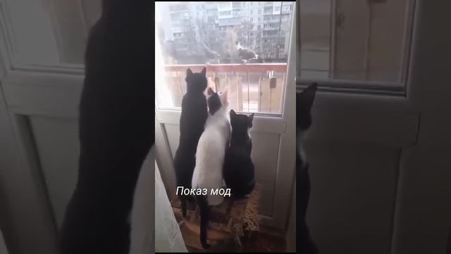 Показ мод для котов