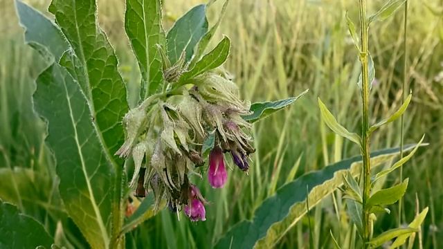 ogorod смотреть онлайн