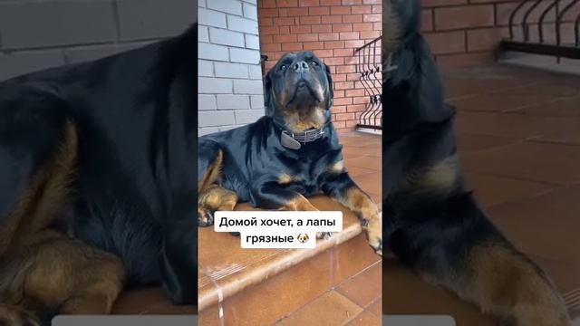 meme dogs #собаки #приколыссобаками #смех #юмор #любимыепесики #собачки #смешныесобачки #милыесобак