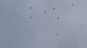 05.08.19. Заехал в гости к Артуру. I drove to visit Arthur.