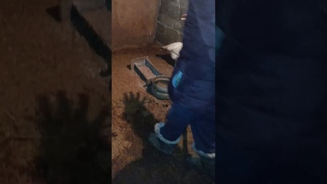 Подготовка сарая👨🌾ТГК:DanilaFermer #shorts #video #сарай #уборка #farmlive #farming #rek