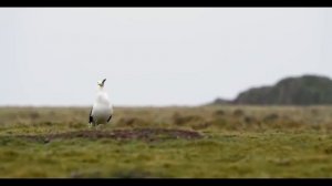 чайка ест кролика