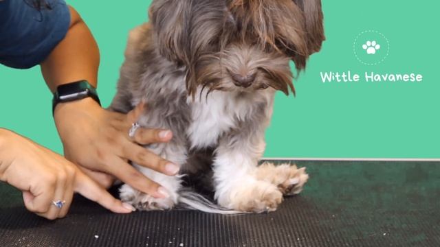 How to Easily Trim Your Dogs Nails (Dark or Light) At Home l Wittle Havanese смотреть онлайн