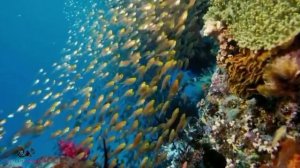 Я не стану ждать тебя на берегу . Душа рыдает.