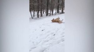 КЛАССНЫЙ СБОРНИК ДЕТИ И СОБАКИ смешные видео