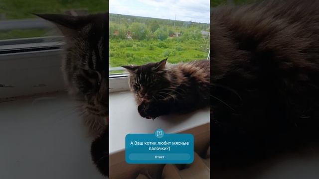 cats #bigcat #котик #cute #youtube #кот #лакомка #лакомство