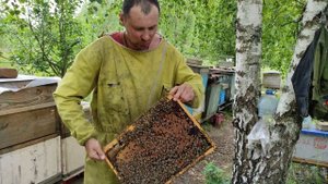 Пчеловод экстремал! Приколы. Юмор!  #пчеловодство  #роеловство   #пчёлы