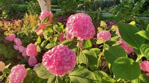 Цветение крупнолистных гортензий: Зорро, Бесконечное лето, Экспрешн.