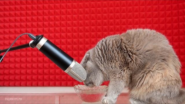 ASMR / Котик мило лакает смотреть онлайн