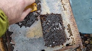 Банк маток. Отправляю в зимовку запасных пчедоматок.