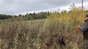 Интересная ситуация с легавой собакой