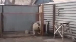 Собака - танцевака