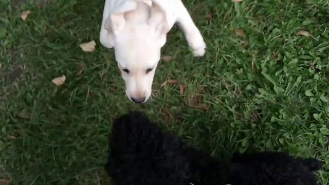 Бои собак самый умный в мире пёс каторый знает самбо смотреть онлайн