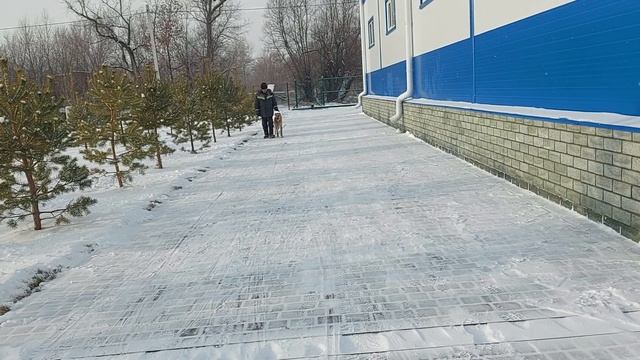 Обучение команде рядом без поводка.