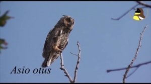 Amur Bird Project - June