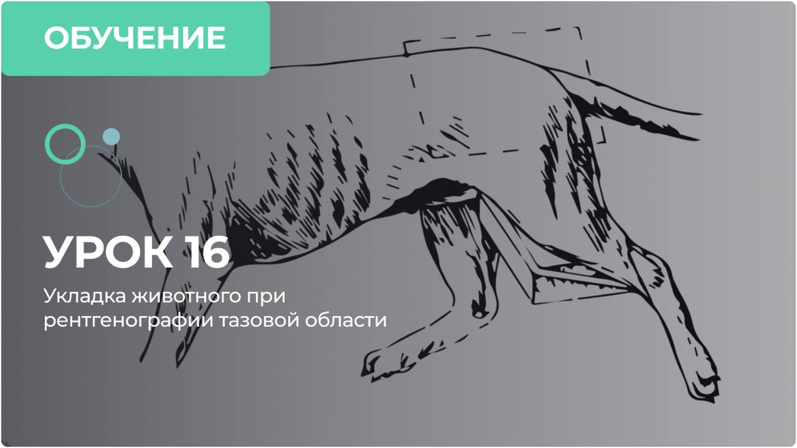 Урок 16. Укладка животного при рентгенографии тазовой области