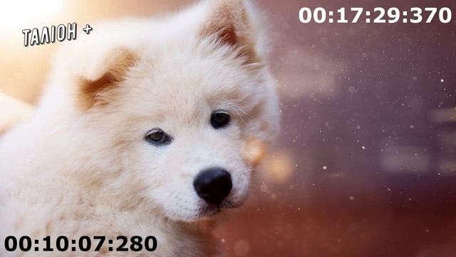 Коллекторы . МФО . Банки . АЛЬЧИК часть 9. смотреть онлайн