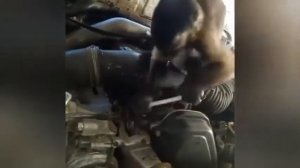 Обезьяна ремонтирует машину!