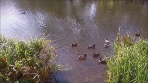 Орлик. Река детства.