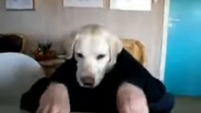 собака ест за столом смотреть онлайн