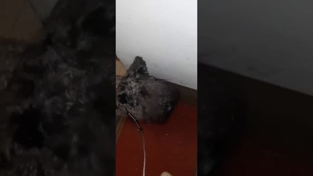 выход c дому на прогулку. смотреть онлайн