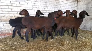 Баранчики на племя - будущие производители