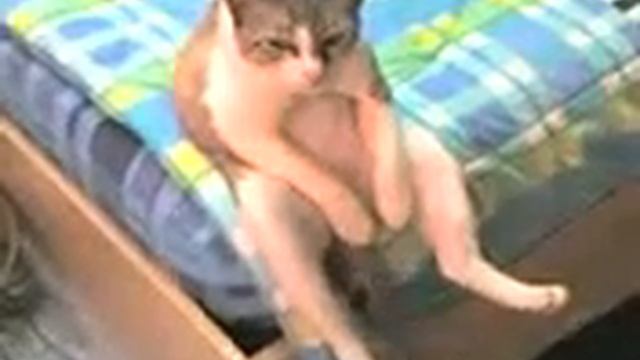 КОТ НА КАРАНТИНЕ смотреть онлайн