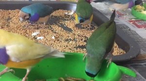 Вылет птенцов ,Амадины Гульда.