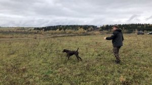 Скиф и Лютик. Работа легавых по перепелу