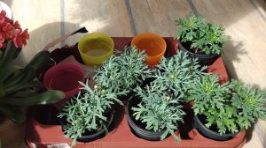 Аргирантемум. Итоги зимнего черенкования. Растим штамбовое деревце.