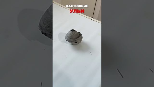 настоящие ульи в квартире