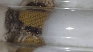 Lasius niger