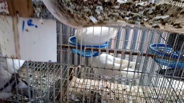 HQ | Khi nào chim bồ câu sinh sản | HUỲNH QUÂN | смотреть онлайн