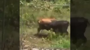 корова против собакой😱😱😱