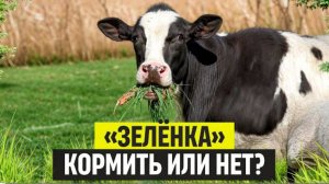 Особенности скармливания свежескошенной зеленой массы коровам