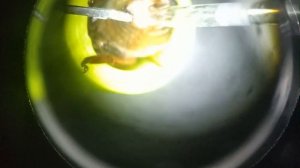 Инструментальное осеменение пчелиной матки